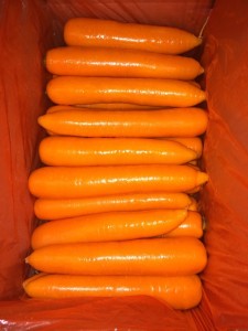 Best Quality for Exporting Fresh Carrot